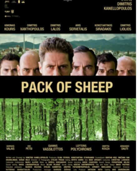 Pack of sheep